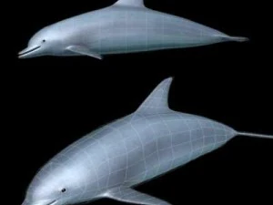 kolekcja życia morskiego Model 3D