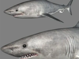 kolekcja życia morskiego Model 3D