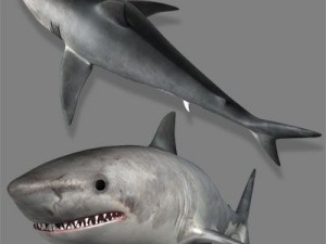 sea life collection 3D Model