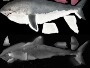 sea life collection 3D Model