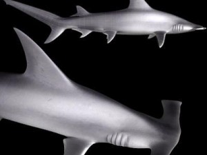 sea life collection 3D Model