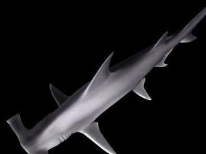 sea life collection 3D Model