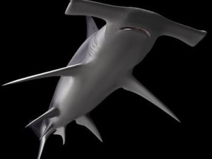 sea life collection 3D Model