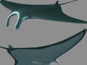 sea life collection 3D Model