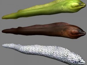 sea life collection 3D Model