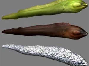 kolekcja życia morskiego Model 3D