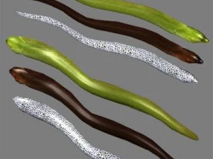 kolekcja życia morskiego Model 3D