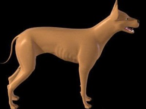 animal collection 3D Modell
