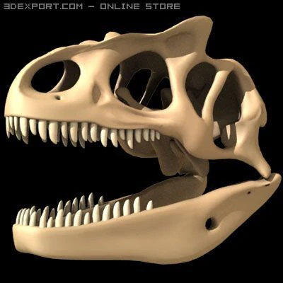allosaurus dinosaur skull 3D Model .c4d .max .obj .3ds .fbx .stl .blend 