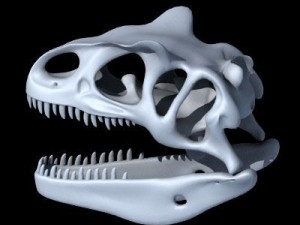 allosaurus dinosaur skull 3D Модель