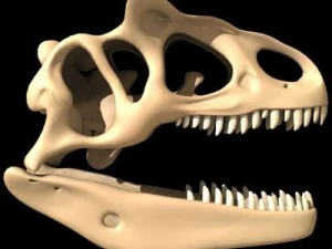 allosaurus dinosaur skull 3D Model