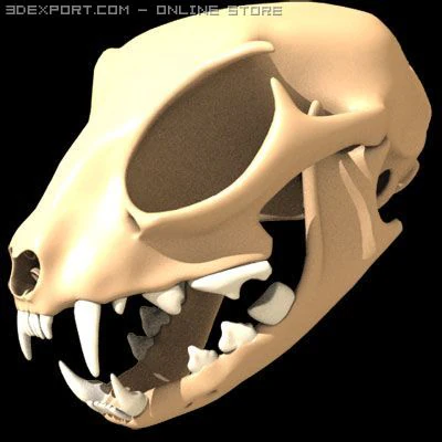 猫头骨 3D 模型 .c4d .max .obj .3ds .fbx .stl .blend 