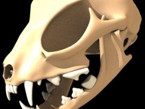 cat skull 3D Model