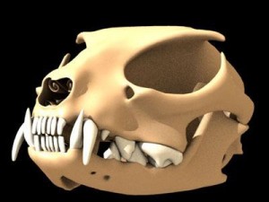cat skull Model 3D
