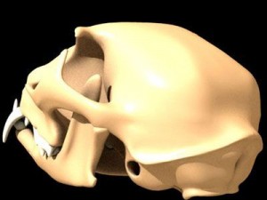 cat skull Model 3D