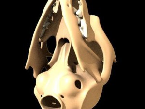cat skull Model 3D