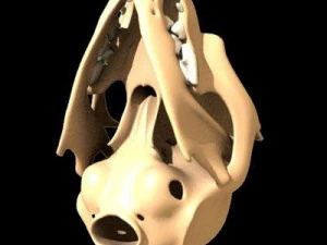 猫头骨 3D 模型