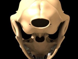 cat skull Model 3D