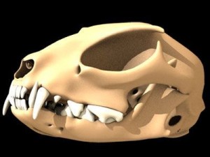 cat skull Model 3D