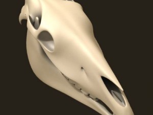 horse skull 3D Model