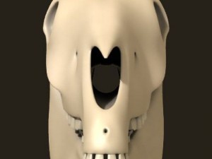 horse skull 3D Model