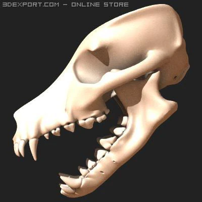 dog skull 3D Model .c4d .max .obj .3ds .fbx .stl .blend 