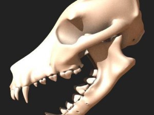 dog skull 3D Model