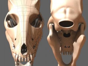 dog skull 3D Model