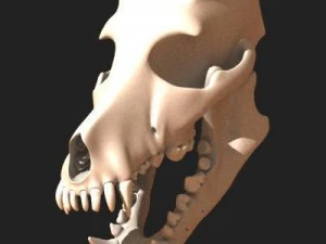 dog skull 3D Model