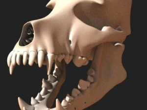 dog skull 3D Model