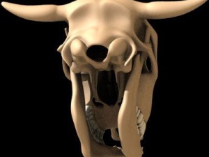 cow skull 3D Model