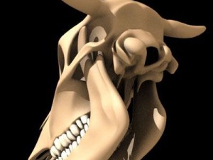 cow skull 3D Model