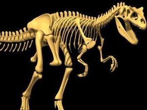 allosaurus dinosaur skeleton 3D Model