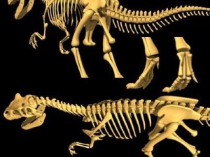 allosaurus dinosaur skeleton 3D Model