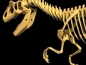 allosaurus dinosaur skeleton 3D Model