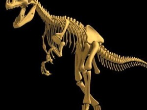 allosaurus dinosaur skeleton 3D Model