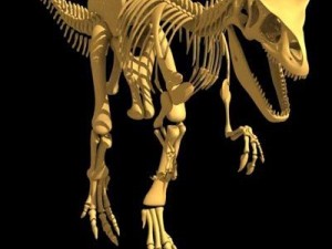 allosaurus dinosaur skeleton 3D Model
