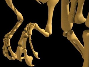 allosaurus dinosaur skeleton 3D Model