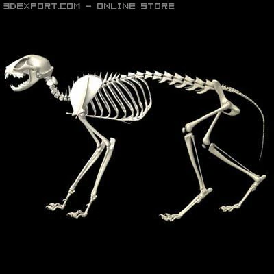 cat skeleton 3D Model .c4d .max .obj .3ds .fbx .stl .blend 