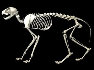 cat skeleton 3D Model