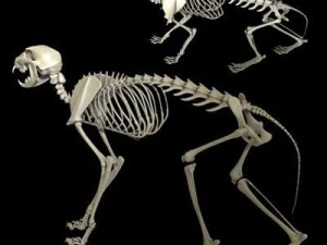 cat skeleton 3D Model