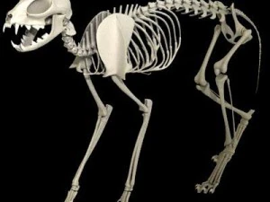 cat skeleton 3D Model