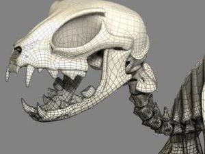 cat skeleton 3D Model