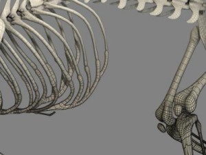 cat skeleton 3D मॉडल