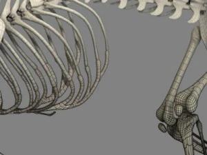 cat skeleton 3D Model