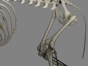 cat skeleton 3D मॉडल