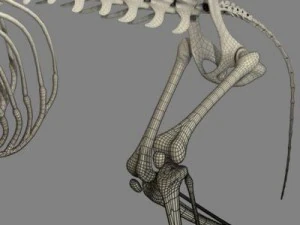 cat skeleton 3D Model