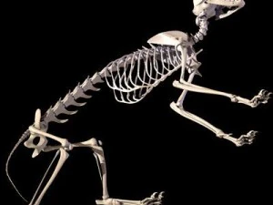 cat skeleton 3D Model