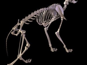 cat skeleton 3D मॉडल