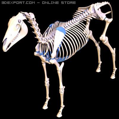 horse skeleton 3D Model .c4d .max .obj .3ds .fbx .stl .blend 